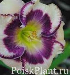 Лилейник гибридный Crystal Pinot