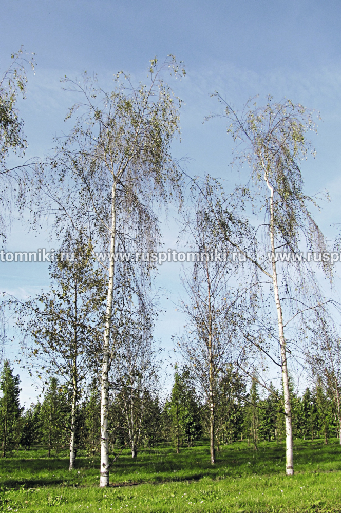 Береза повислая, бородавчатая, плакучая Tristis