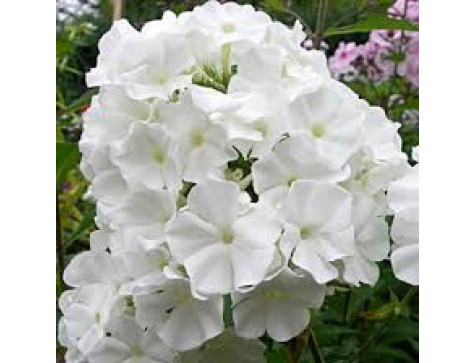 Флокс Вайт Спарр ( White Sparr)