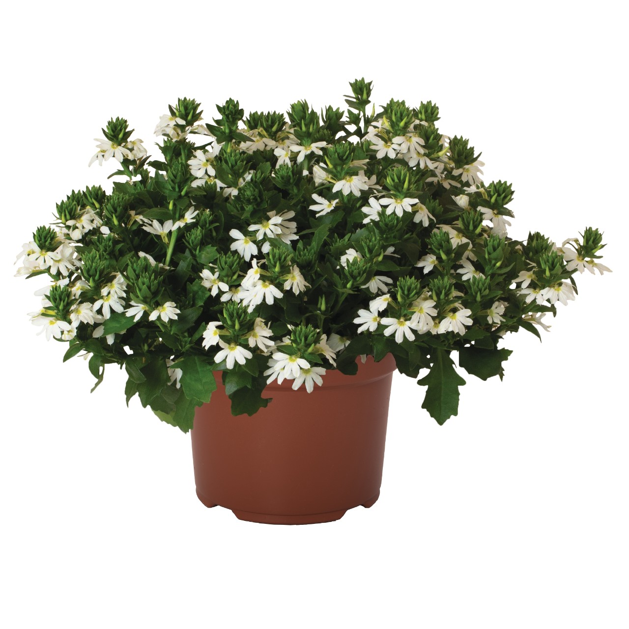 Сцевола Scala Cappello White