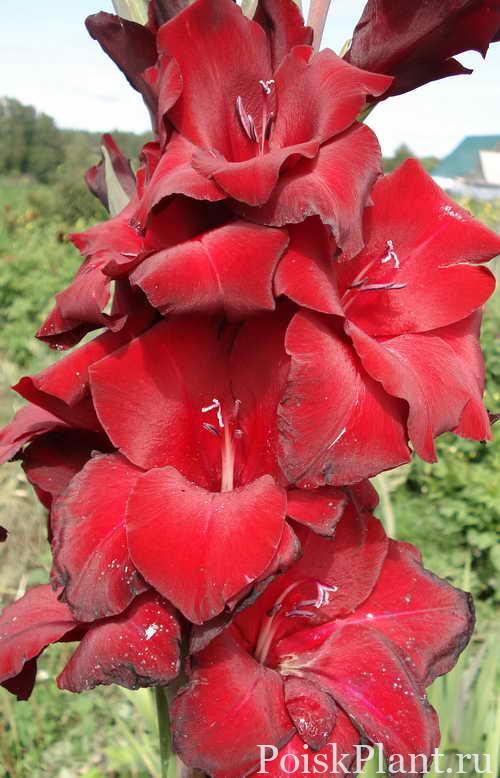 Гладиолус гибридный Black Jack