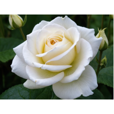 Роза чайно-гибридная (Rose hybrid tea Karen Blixen)