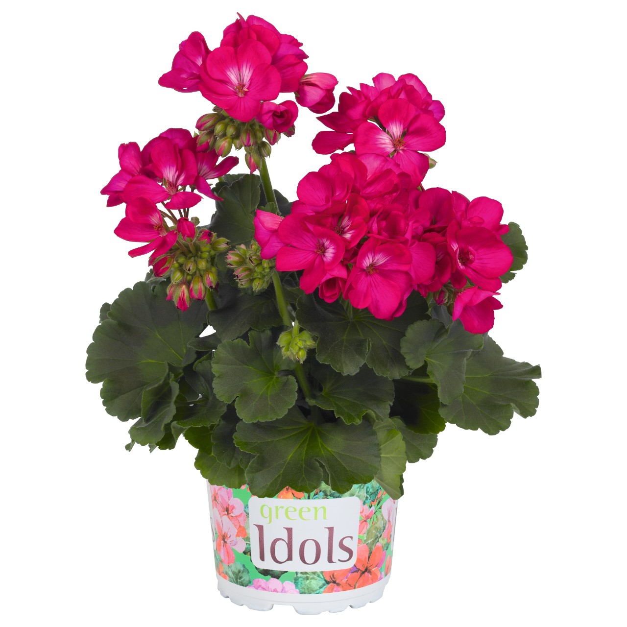 Пеларгония Green Idols Purple