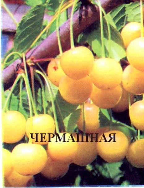 Черешня Чермашная