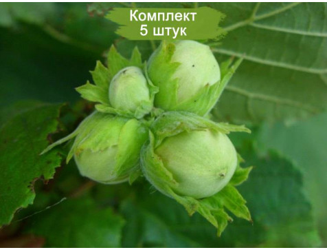 Фундук Кавказ