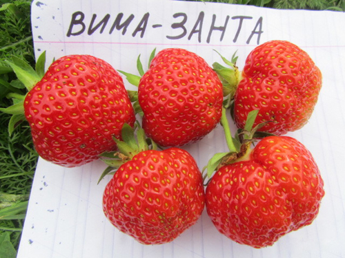 Клубника Вима Занта