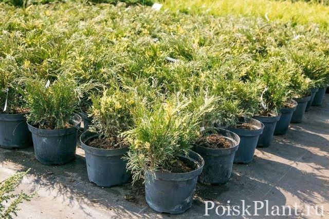 Можжевельник виргинский Hetz Variegata