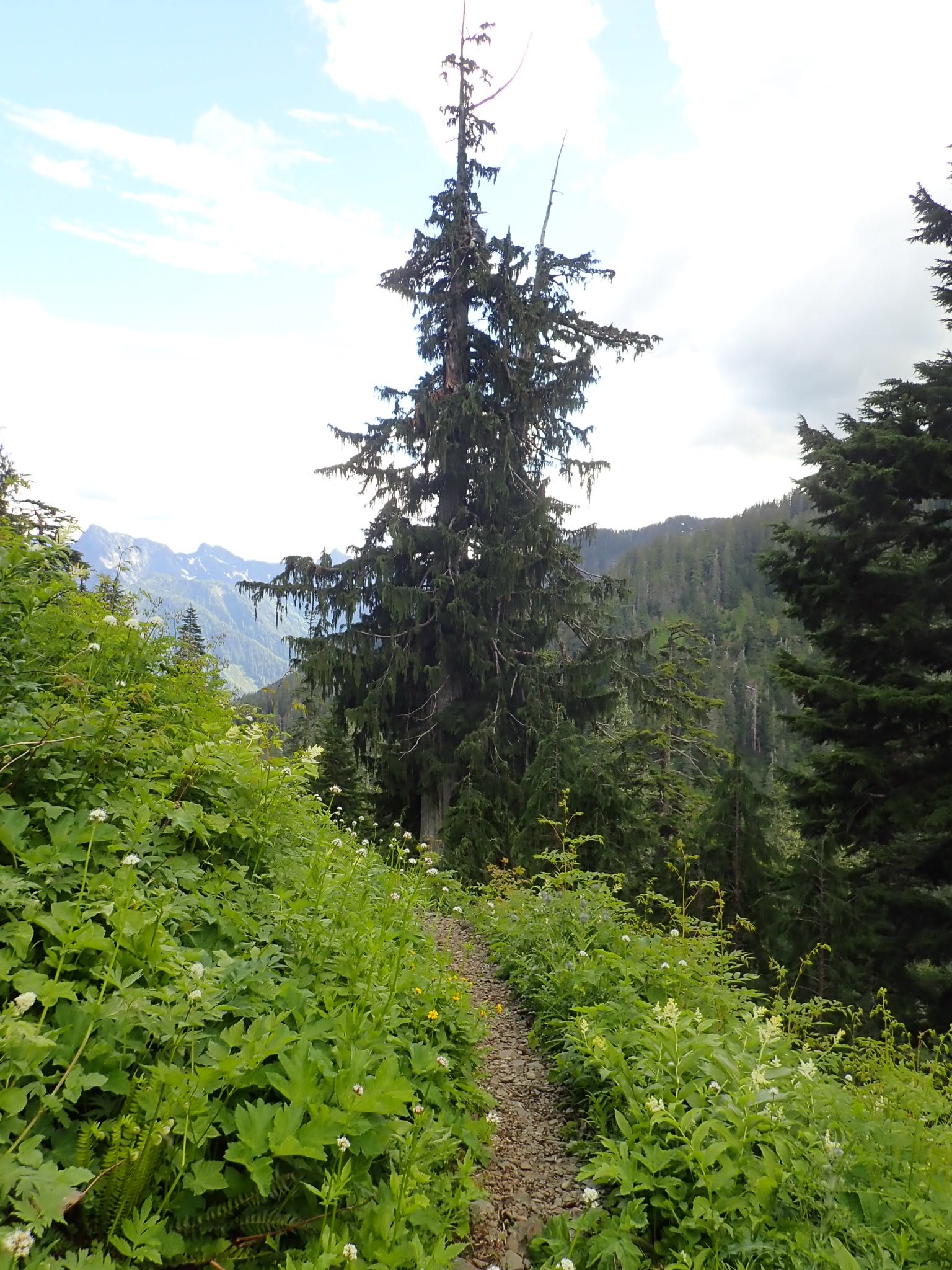 international backfill (iNaturalist): Chamaecyparis