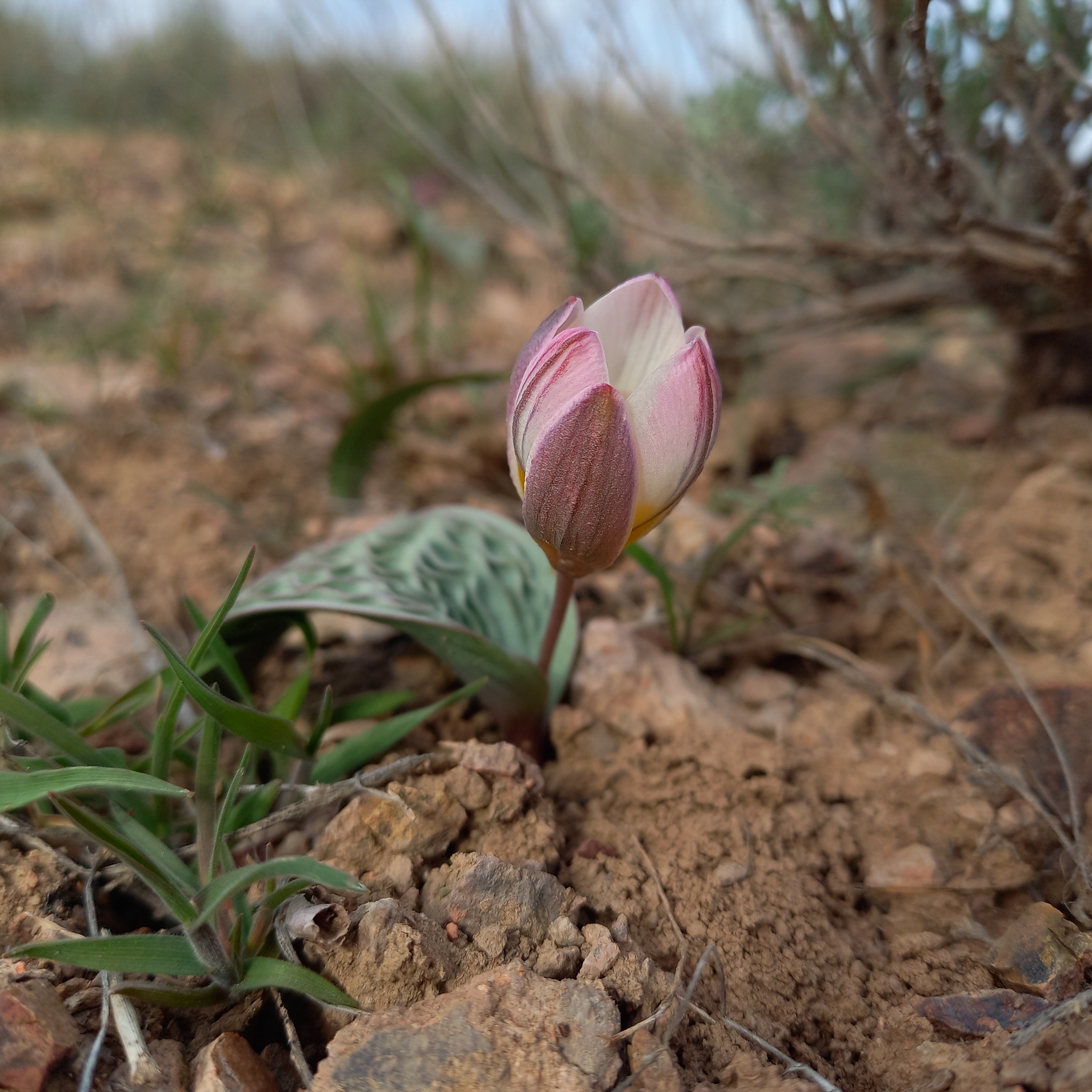international backfill (iNaturalist): Tulipa
