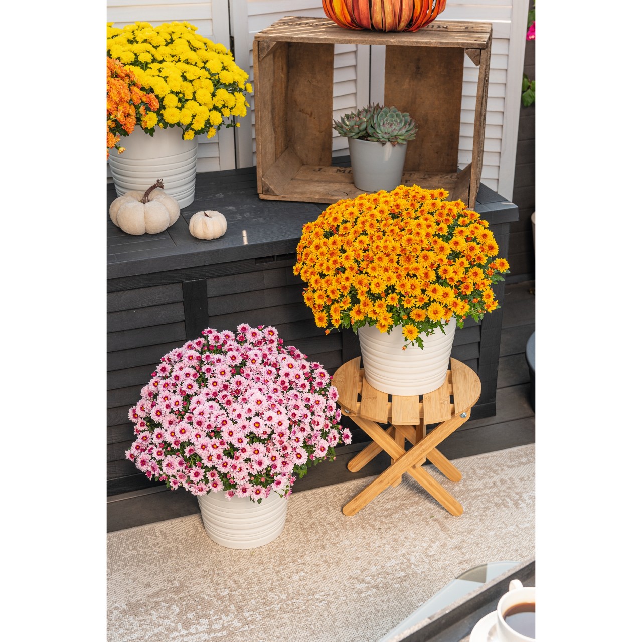 Хризантема Lively Orange Bicolor