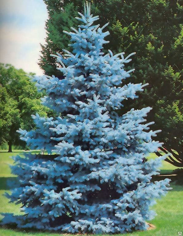 Ель колючая Super Blue