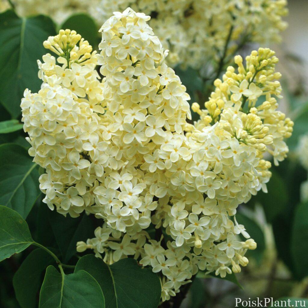 Сирень обыкновенная Primrose