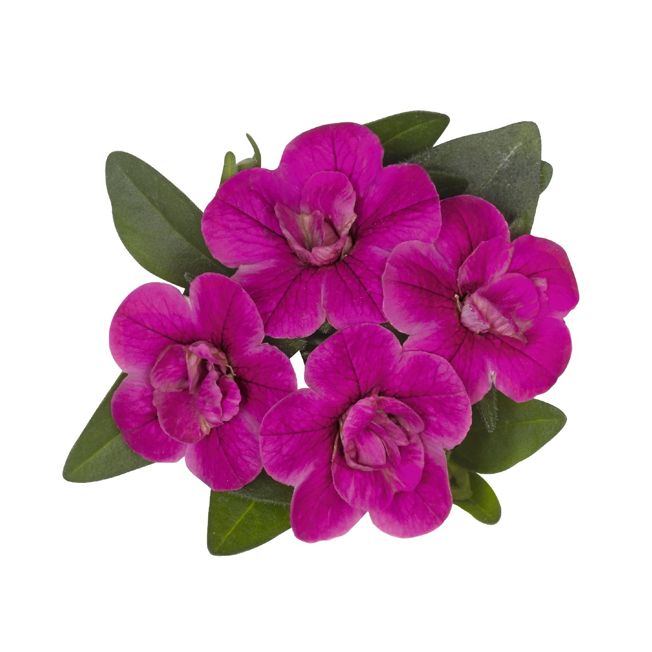 Калибрахоа Aloha Double Purple