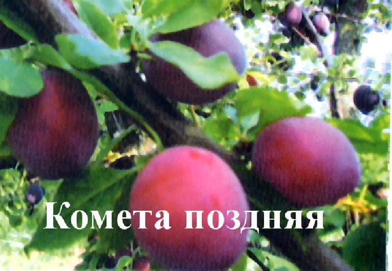 Алыча Комета поздняя