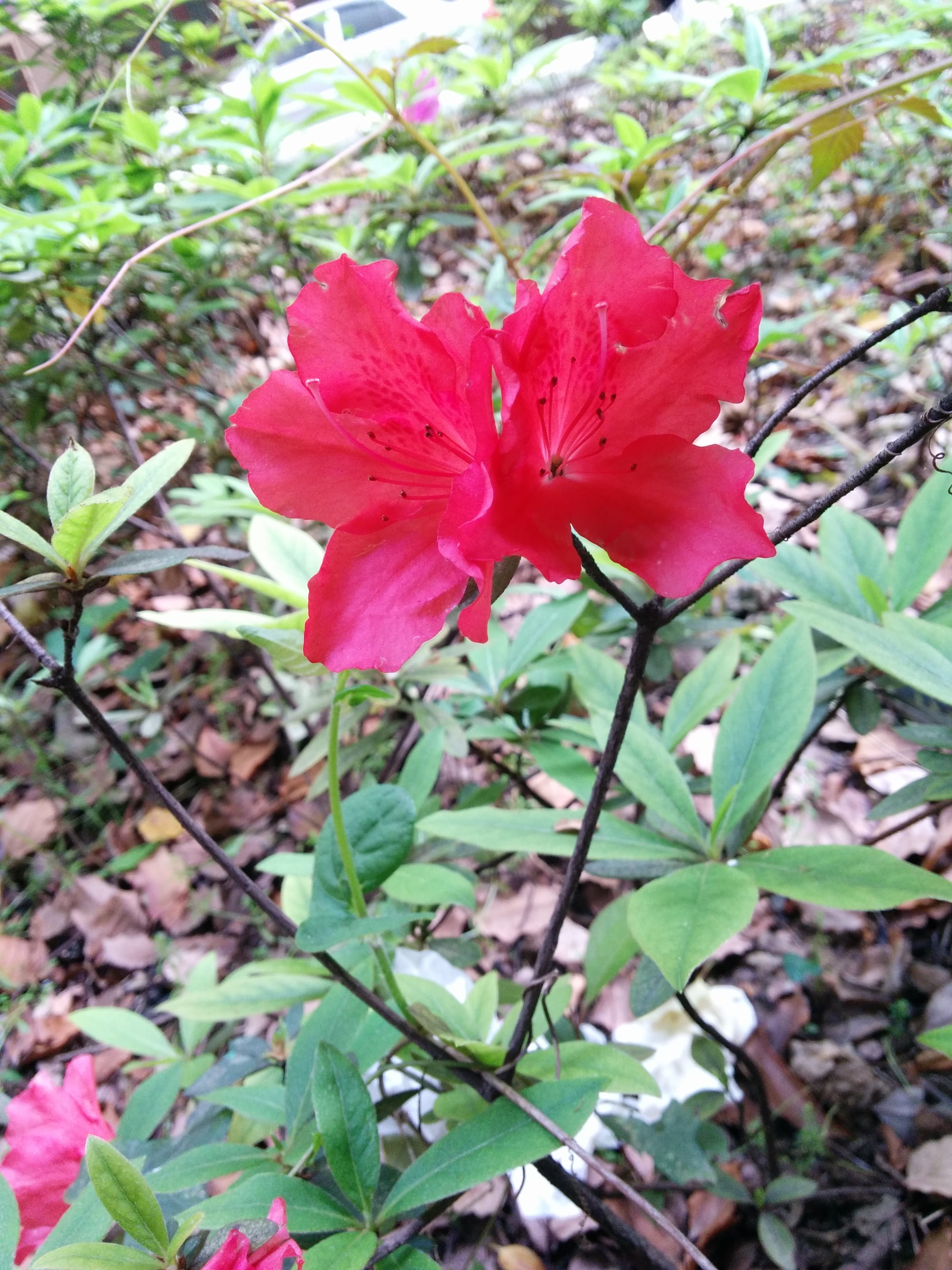 Рододендрон гибридный (Rhododéndron hybrida Helsinki University)