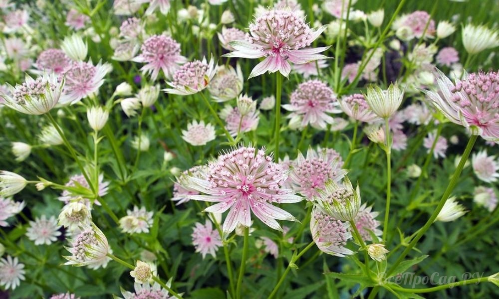 Астранция крупная "Руби Клауд" (Astrantia major "Ruby Cloud") с.1,5