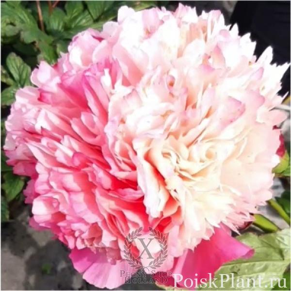 Пион травянистый Coral Pom Pom