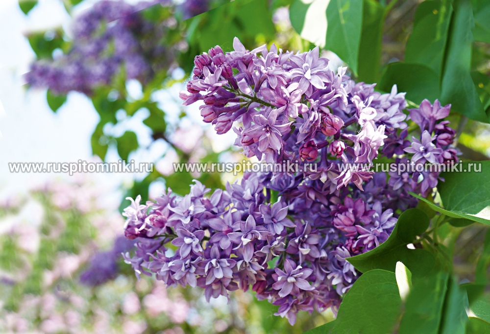 Сирень гиацинтоцветная Royal Purple