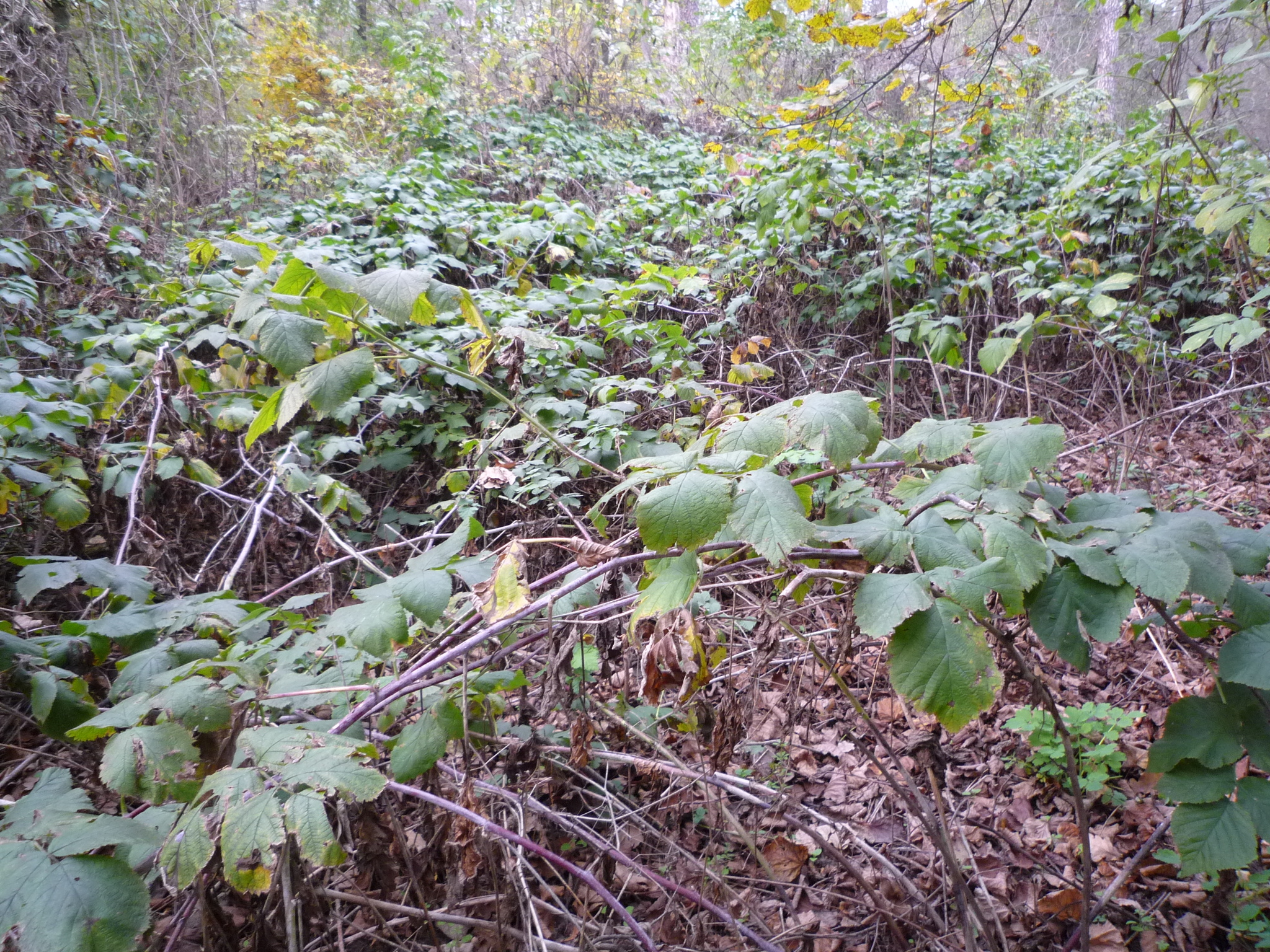 international backfill (iNaturalist): Rubus idaeus