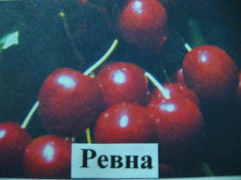 Черешня Ревна
