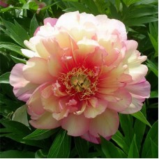 Пион Ито-гибрид (Paeonia itoh-hybrid Julia Rose)