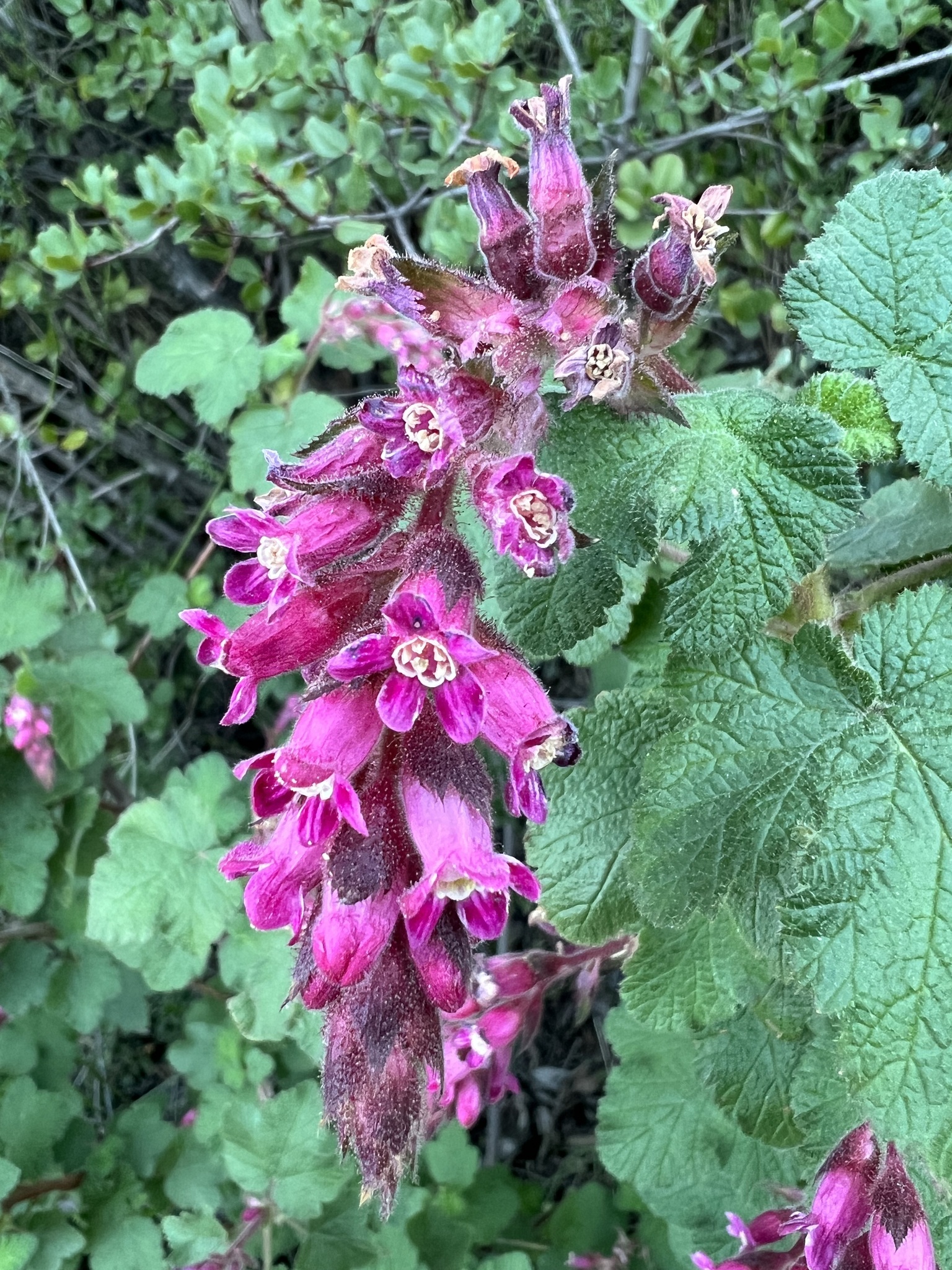 international backfill (iNaturalist): Ribes