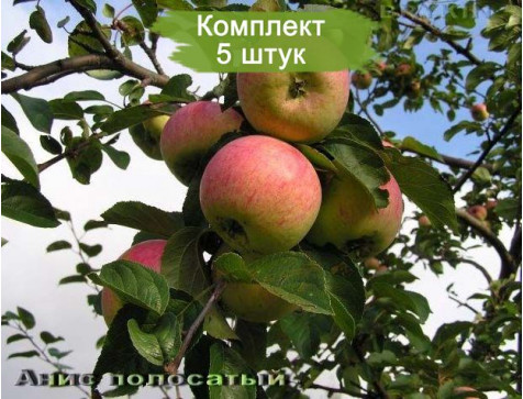 Яблоня Анис полосатый