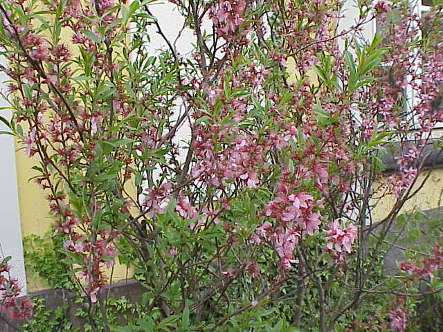 Миндаль низкий, степной, бобовник
