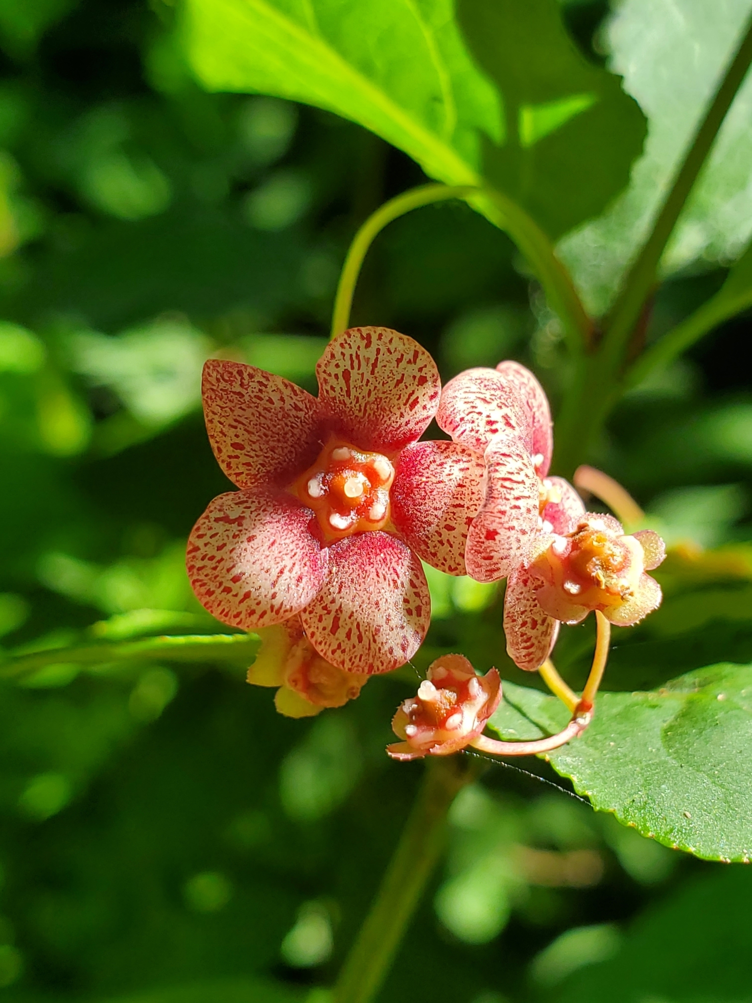 international backfill (iNaturalist): Euonymus