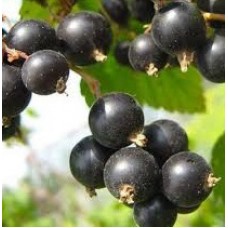 Смородина черная Гулливер (Ribes nigrum)