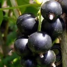 Смородина черная (Ribes nigrum Мушкетер)