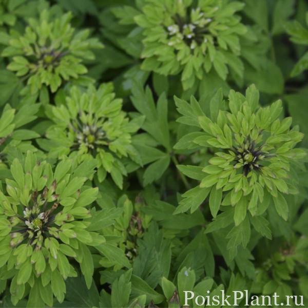 Анемона дубравная Viridiformis