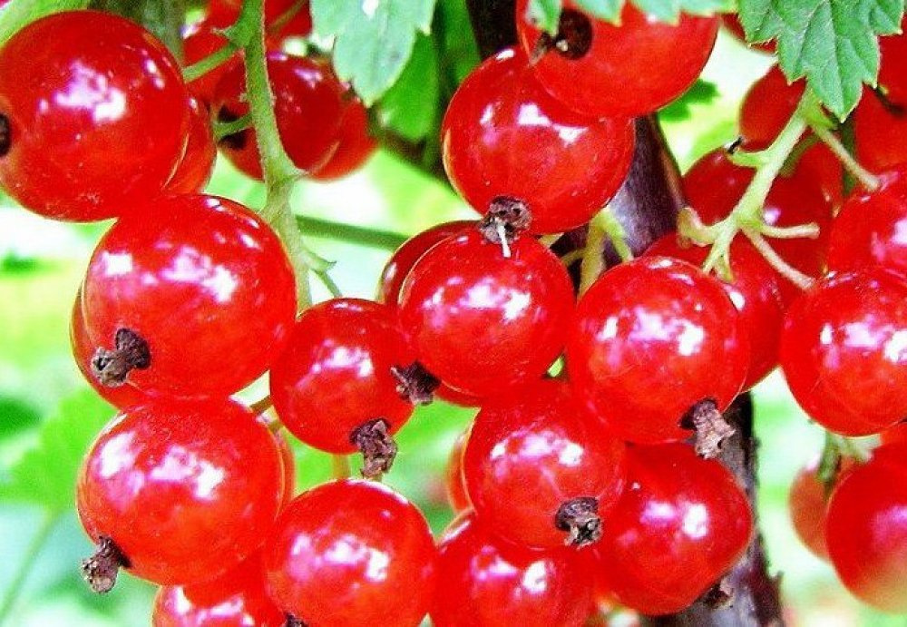 smorodina-ribes-krasnaya