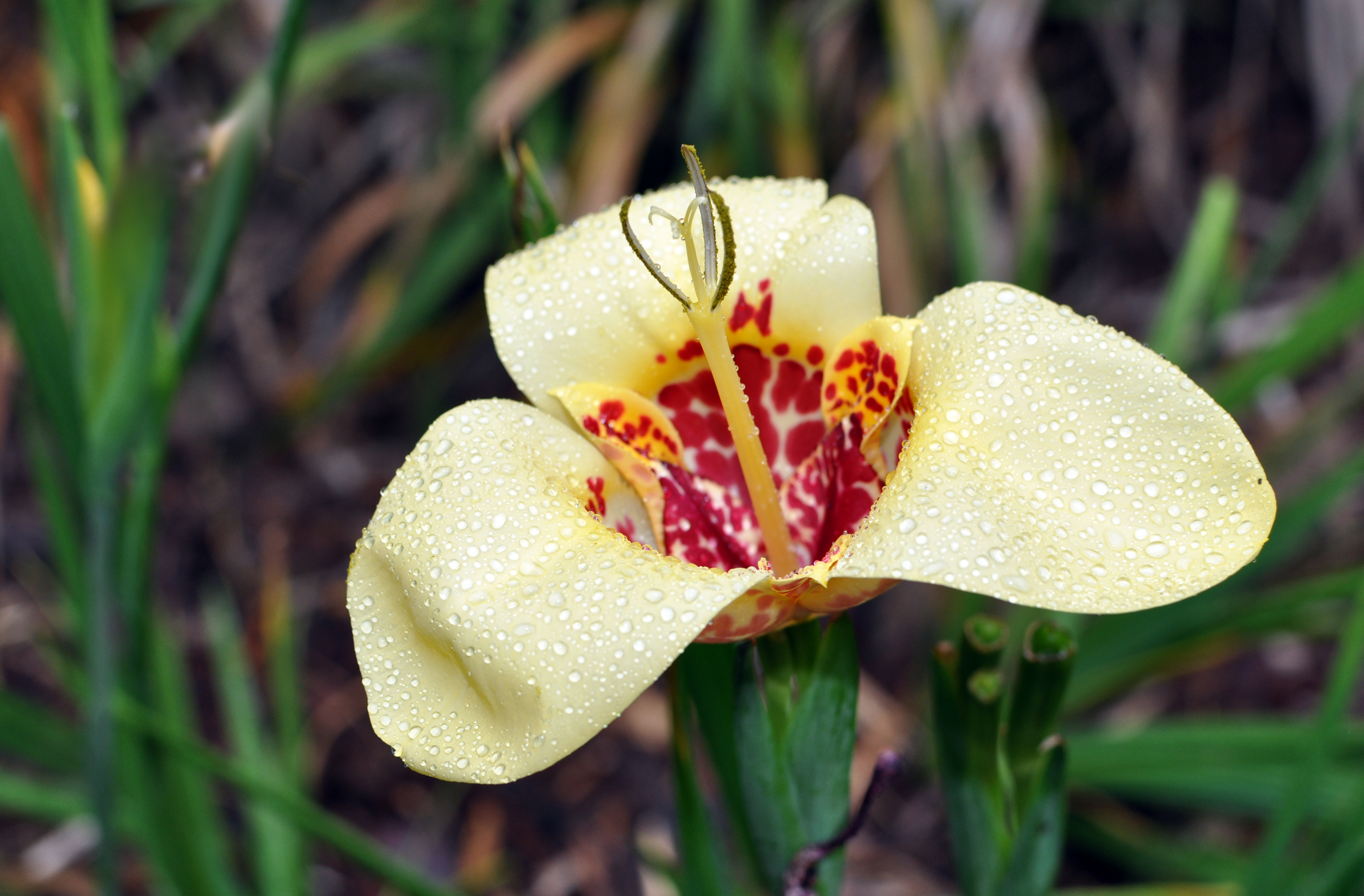 Тигридия павлинья Alba Grandiflora