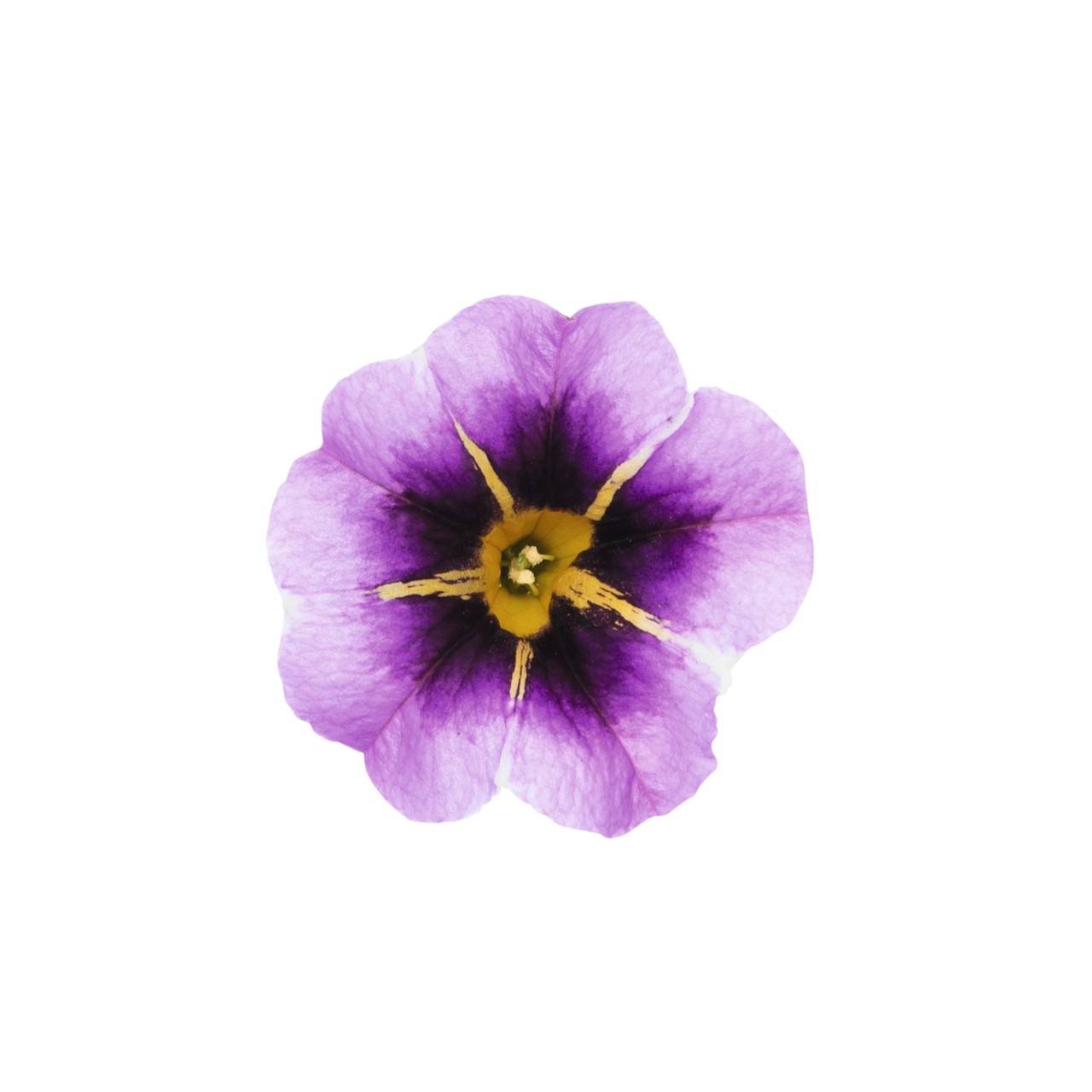 Калибрахоа Tik Tok Grape