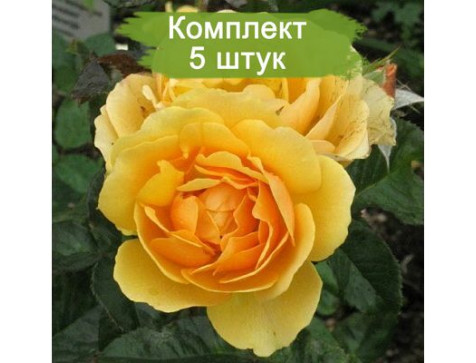 Штамбовая Роза Эмбер Куин