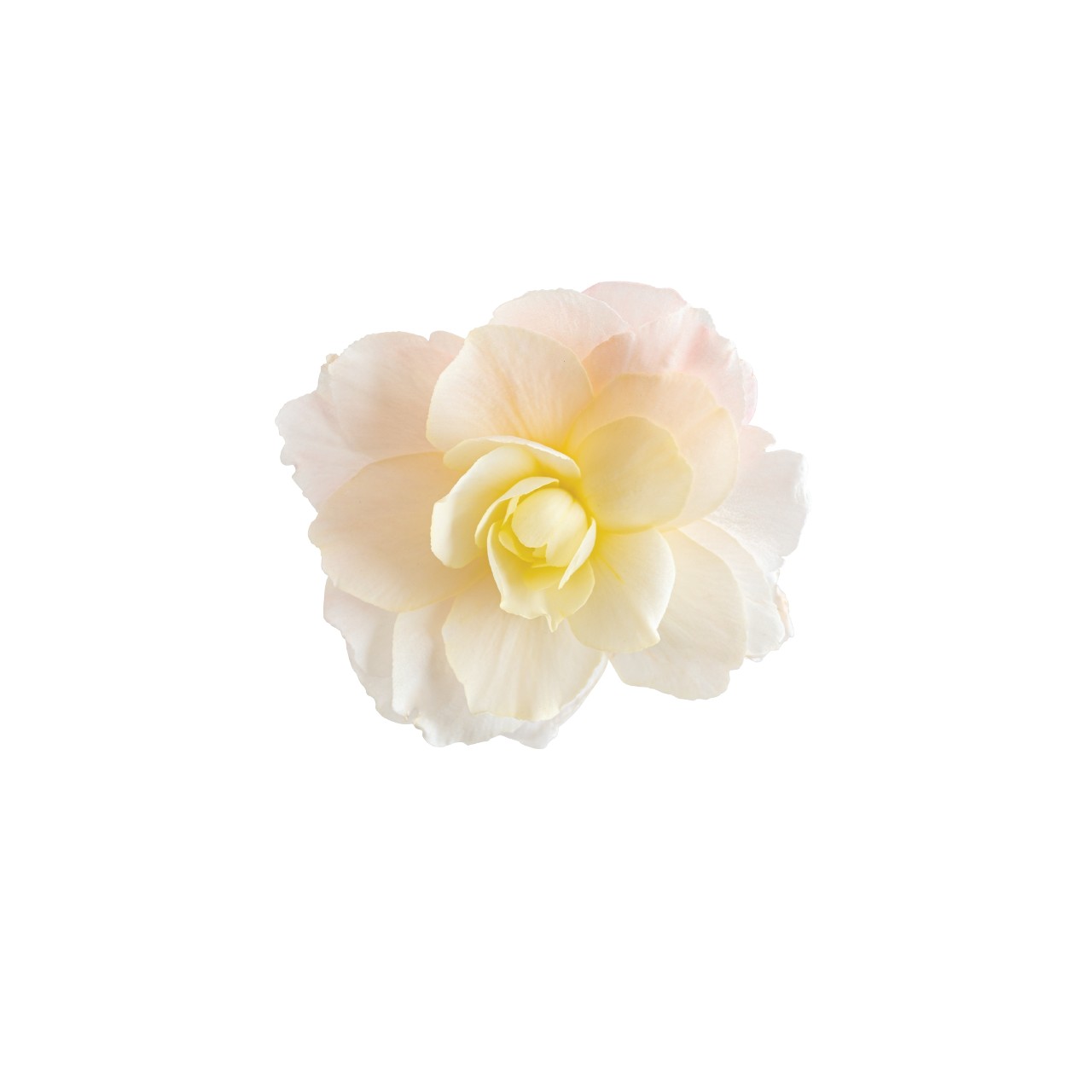 Бегония I'CONIA Portofino White
