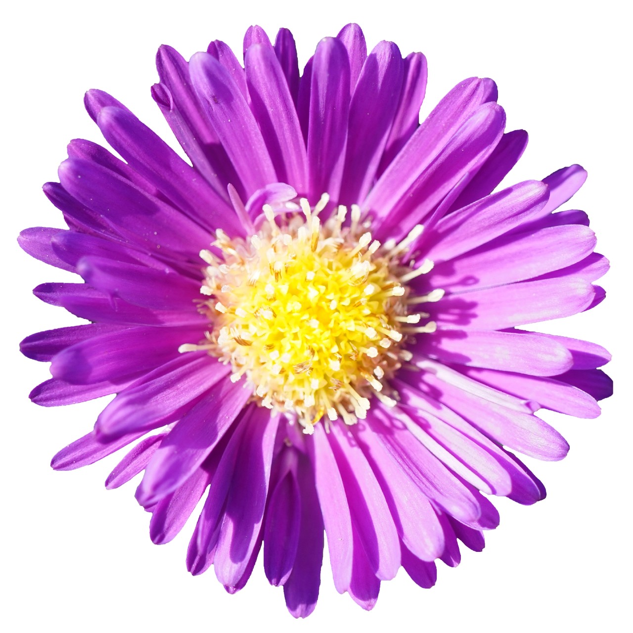 Астра Aurora Purple