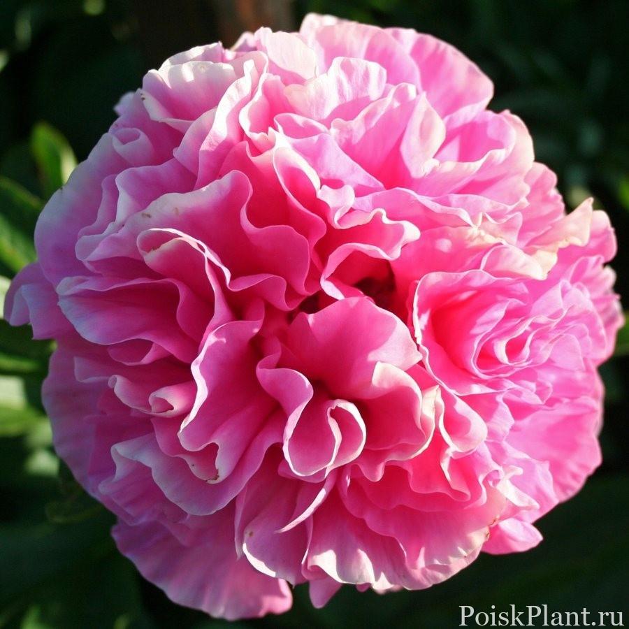 Пион травянистый Carnation Bouquet