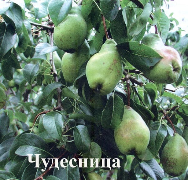Груша Чудесница