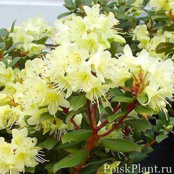 Рододендрон Кейсуке Princess Anne