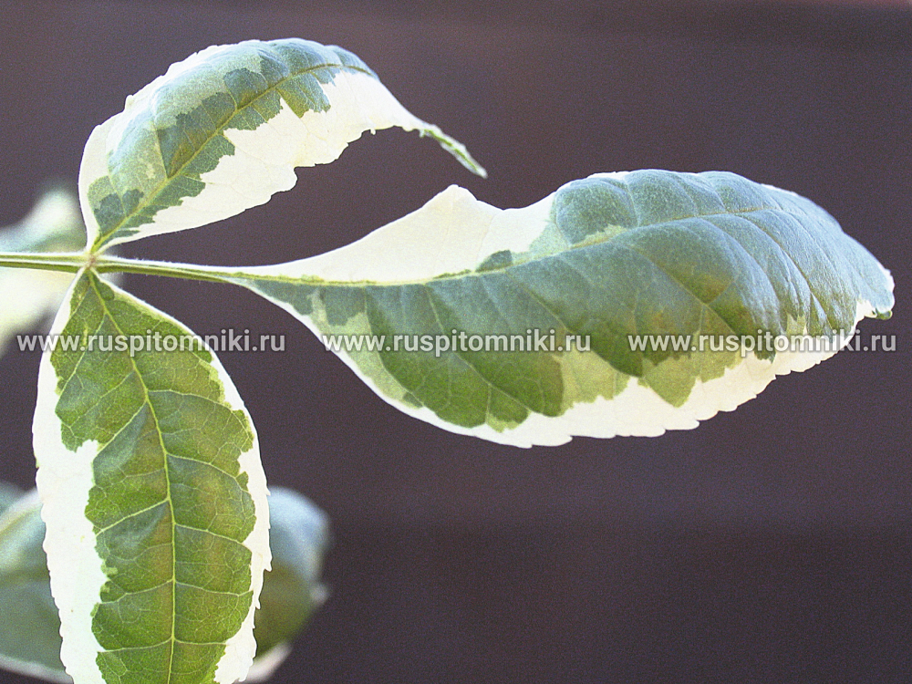 Ясень обыкновенный Argenteovariegata