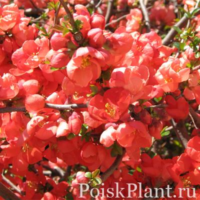 Айва гибридная Texas Scarlet
