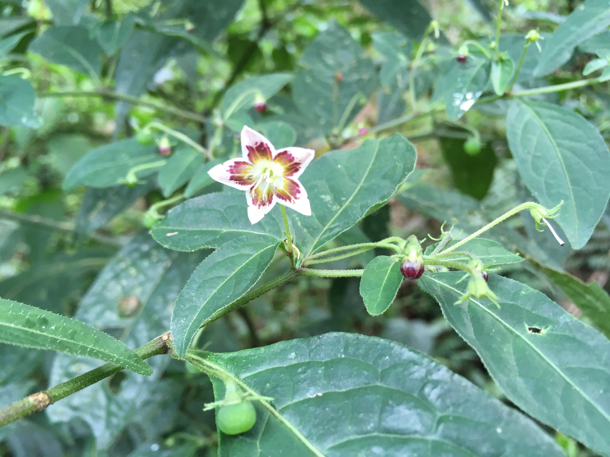 international backfill (iNaturalist): Capsicum