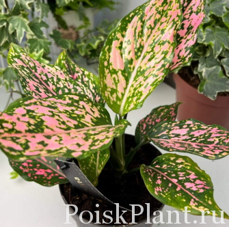 Аглаонема гибридная Pink Leopard