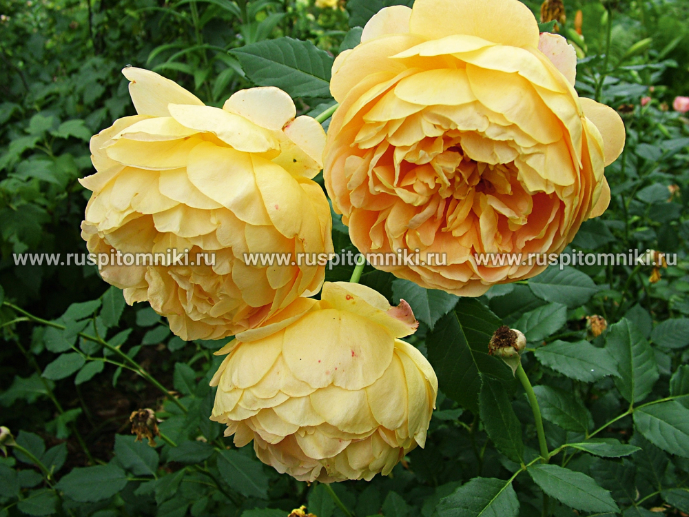 Английские розы Дэвида Остина Golden Celebration’ = ‘AUSgold