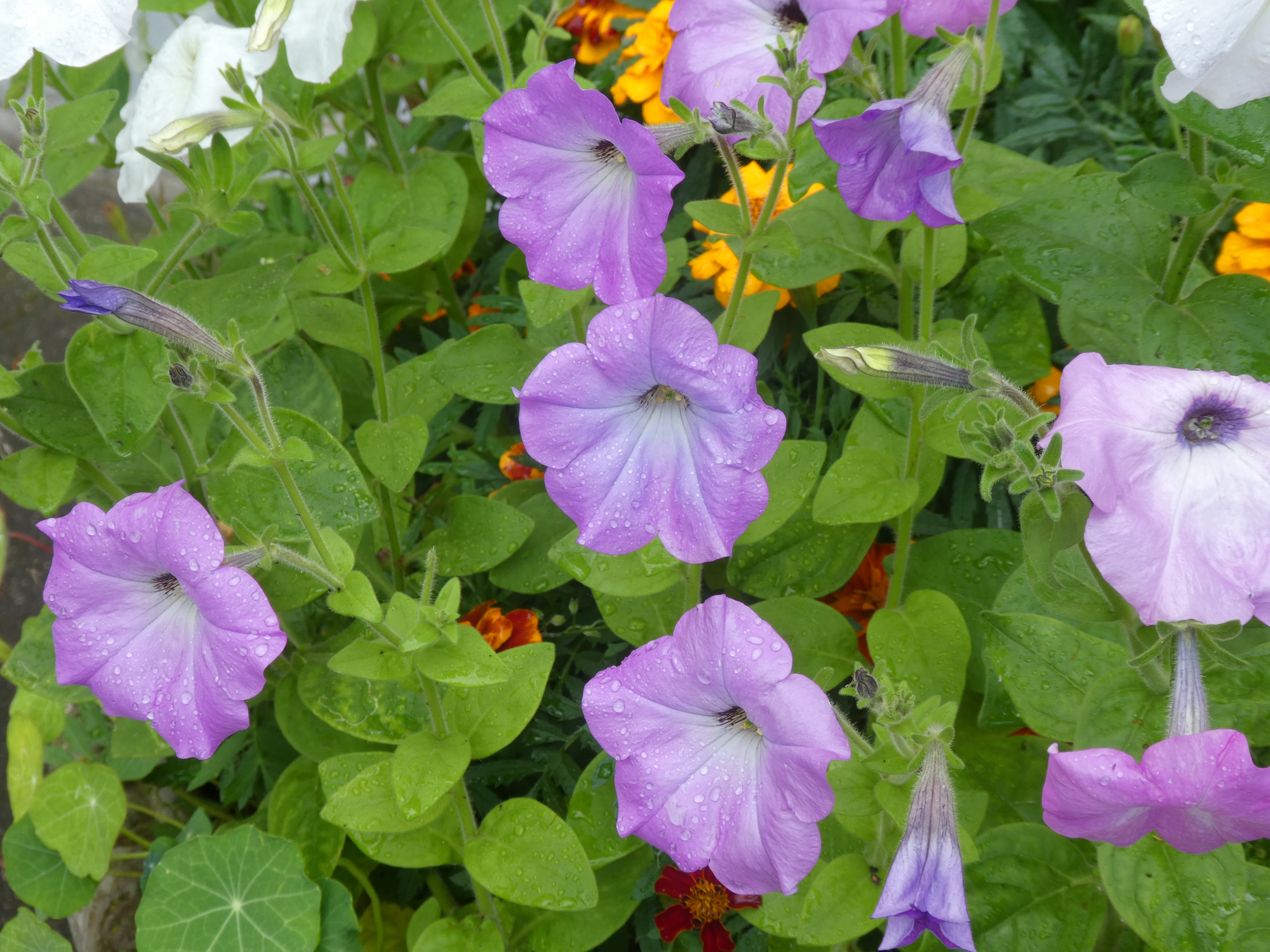 Петуния Sweetunia Purple Gem