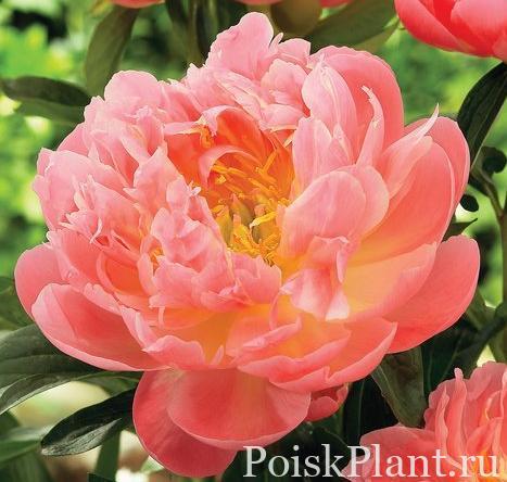 Пион травянистый Pink Hawaiian Coral
