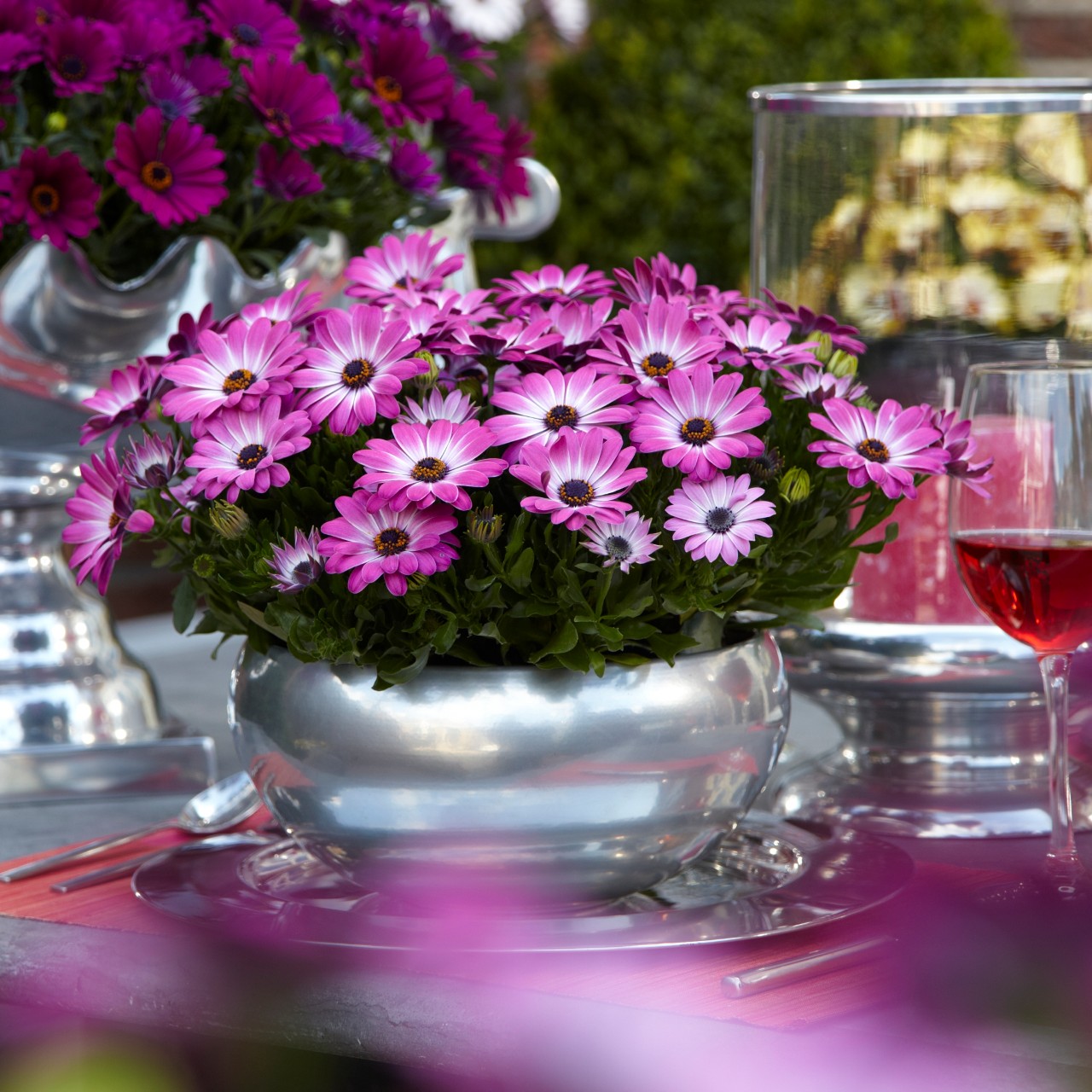 Остеоспермум Margarita Pink Flare