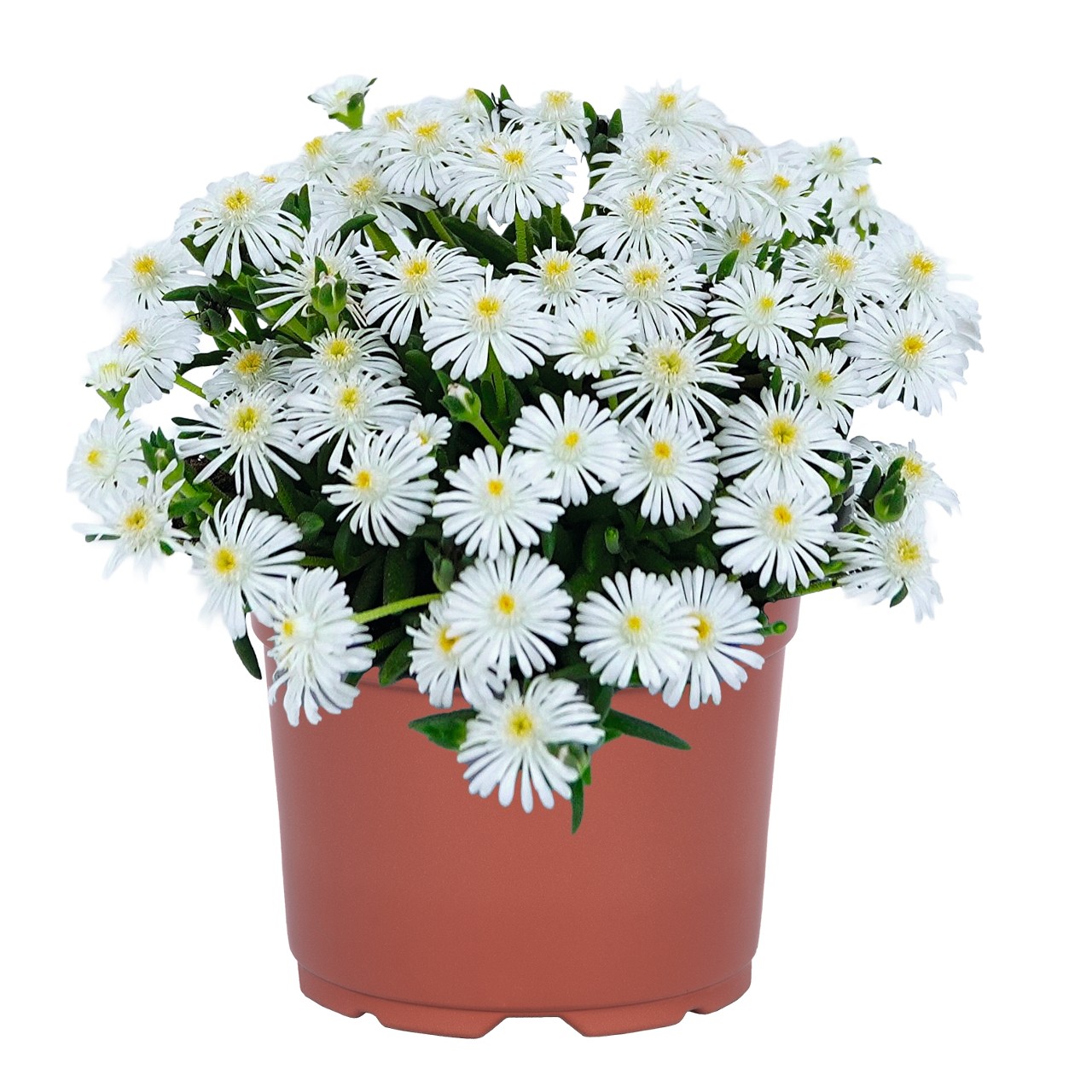 Делосперма Rock Crystal White